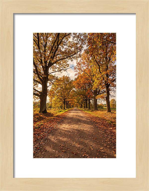 Seasonal Serenity Along Oak Avenue