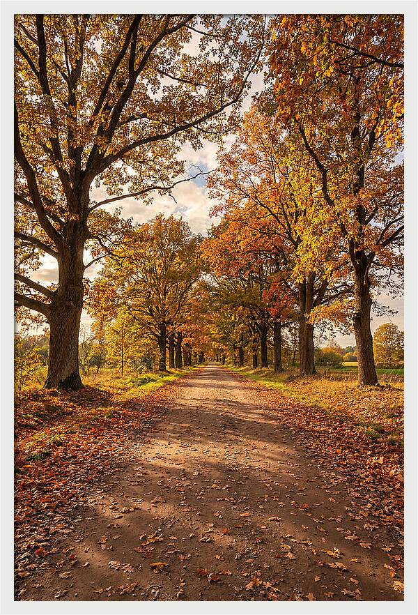 Seasonal Serenity Along Oak Avenue