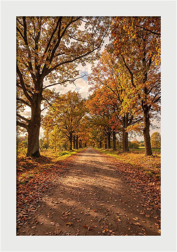 Seasonal Serenity Along Oak Avenue