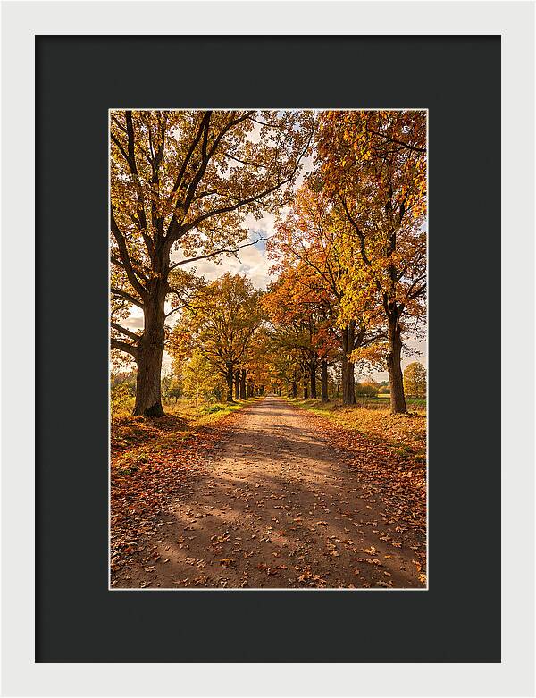 Seasonal Serenity Along Oak Avenue
