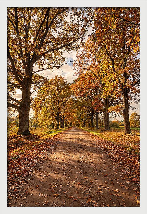 Seasonal Serenity Along Oak Avenue