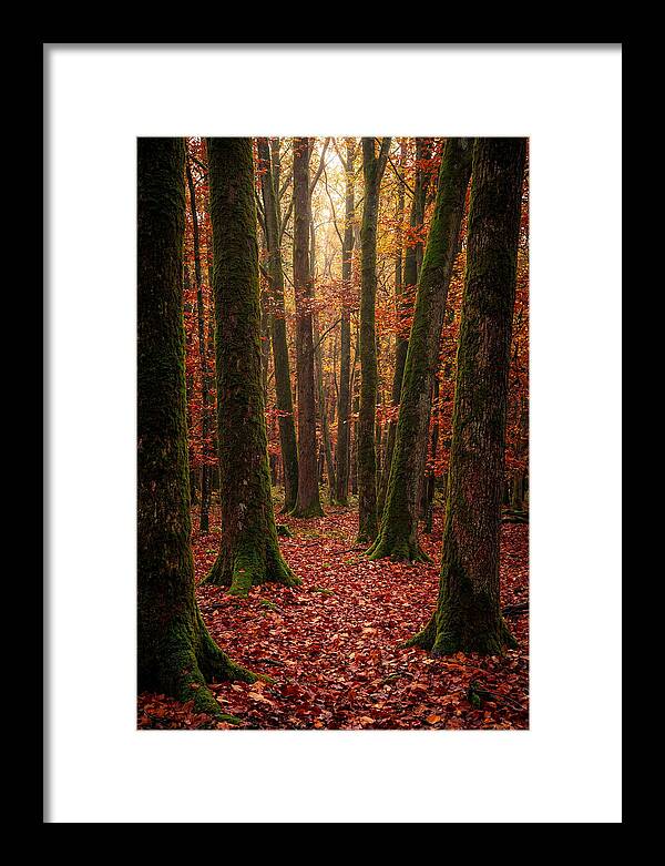 Seasonal Serenity In Autumn Forest