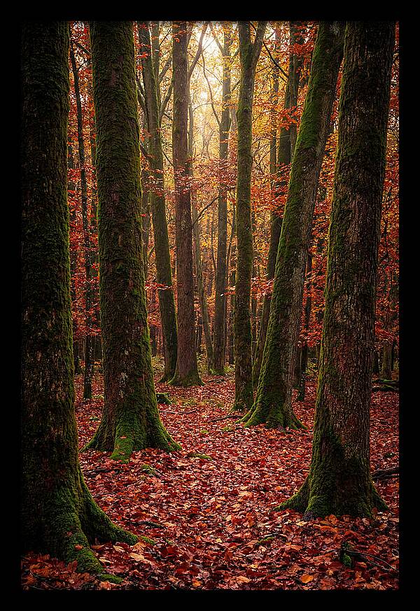 Seasonal Serenity In Autumn Forest