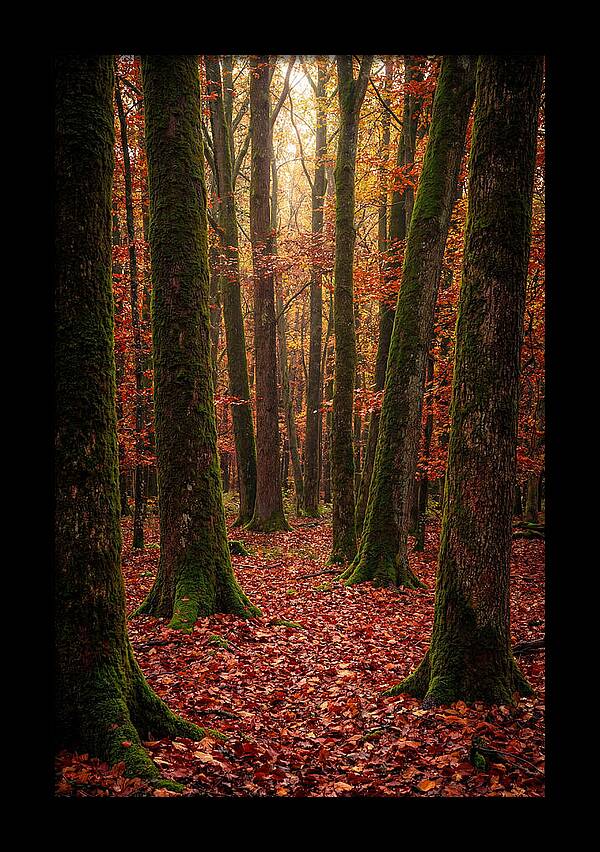 Seasonal Serenity In Autumn Forest