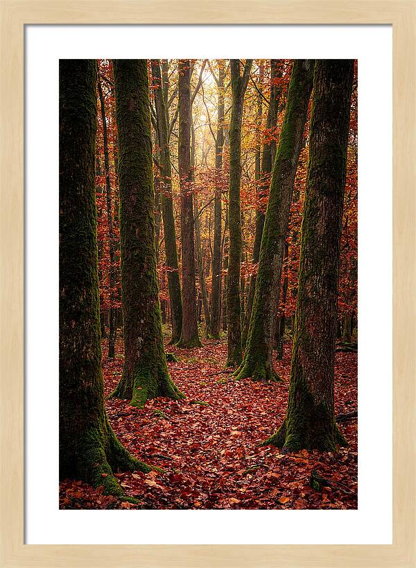 Seasonal Serenity In Autumn Forest