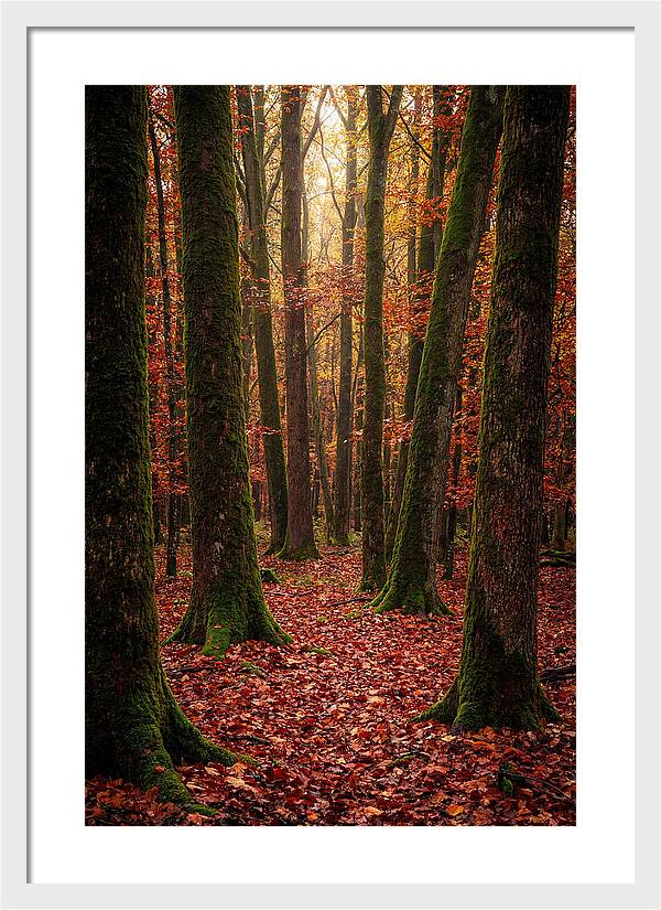 Seasonal Serenity In Autumn Forest