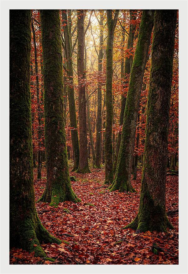 Seasonal Serenity In Autumn Forest