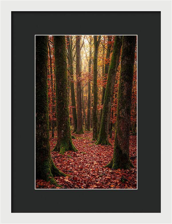 Seasonal Serenity In Autumn Forest