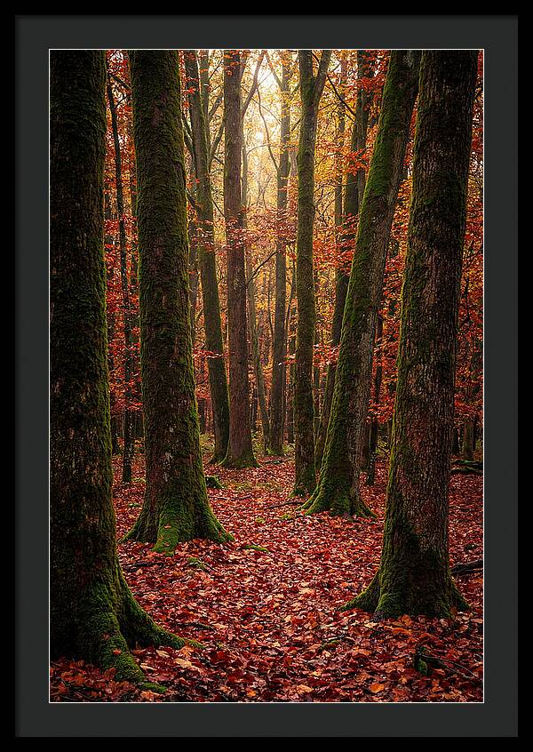 Seasonal Serenity In Autumn Forest