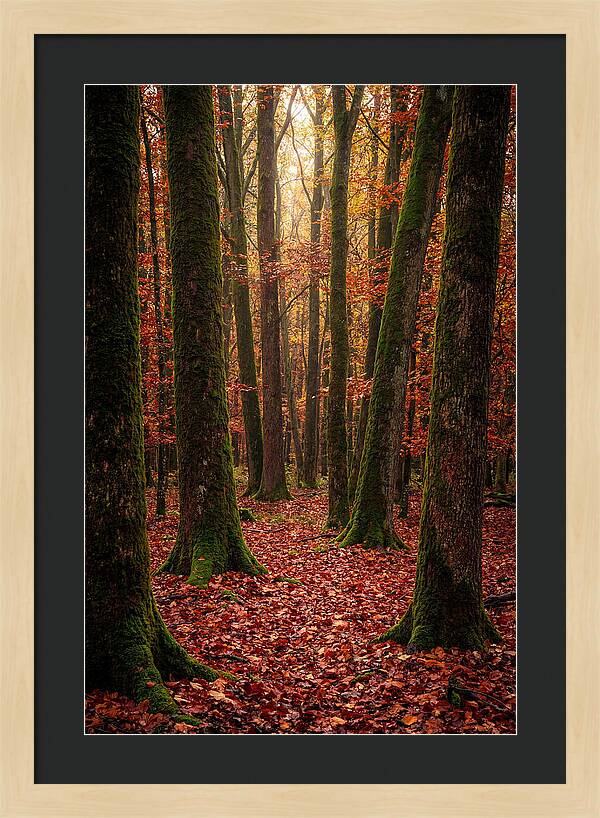 Seasonal Serenity In Autumn Forest