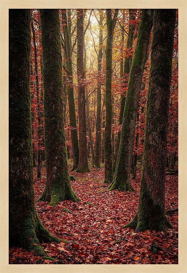 Seasonal Serenity In Autumn Forest