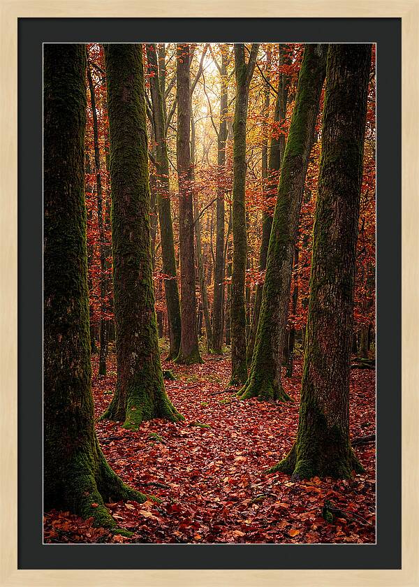 Seasonal Serenity In Autumn Forest
