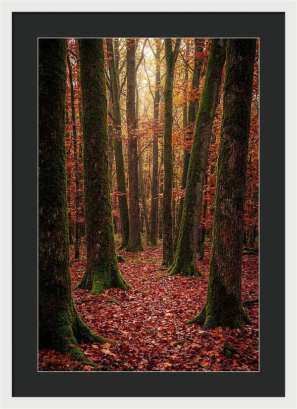 Seasonal Serenity In Autumn Forest