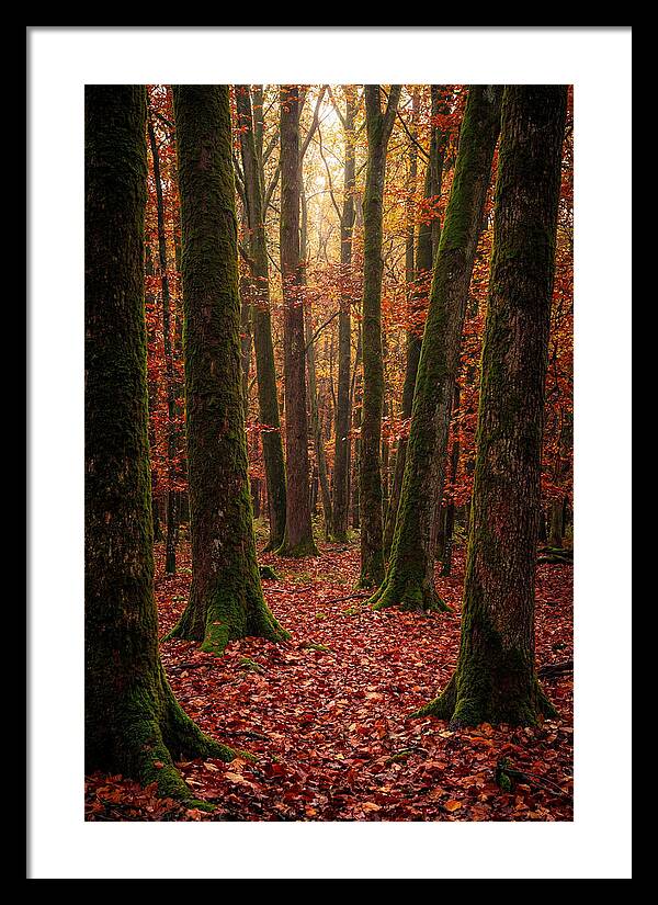 Seasonal Serenity In Autumn Forest