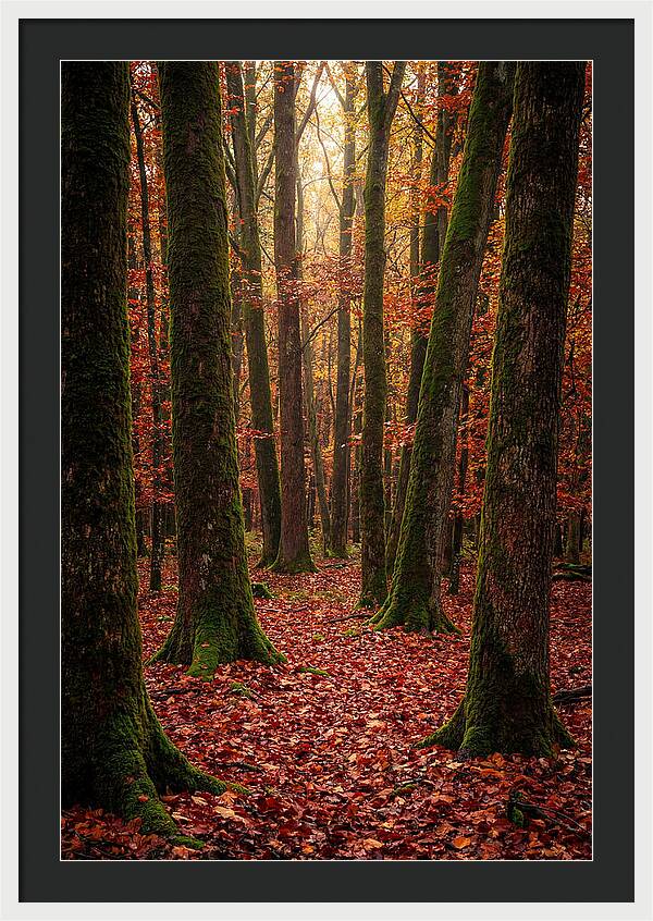 Seasonal Serenity In Autumn Forest