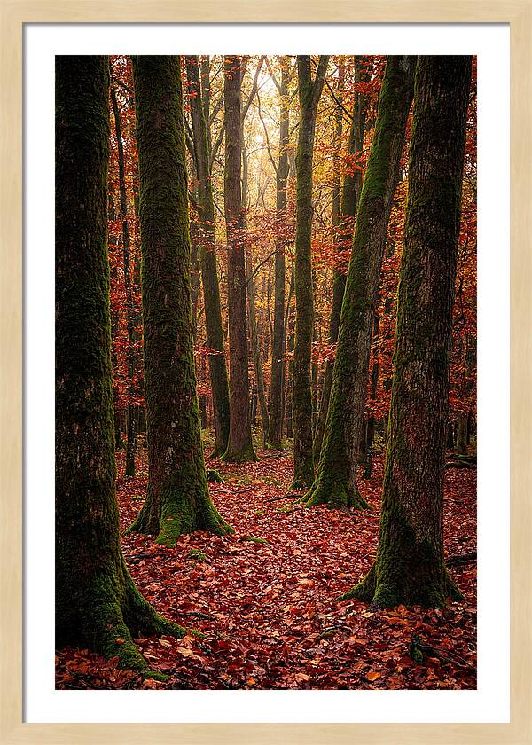 Seasonal Serenity In Autumn Forest