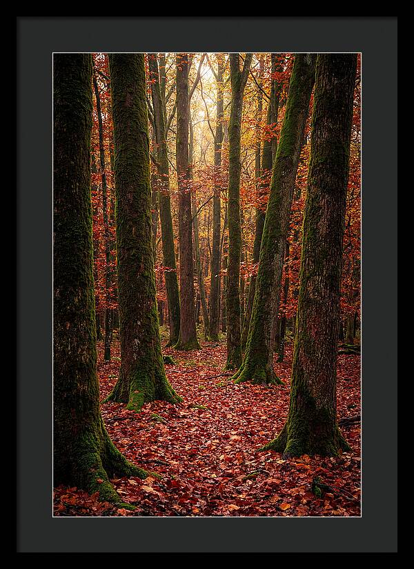 Seasonal Serenity In Autumn Forest