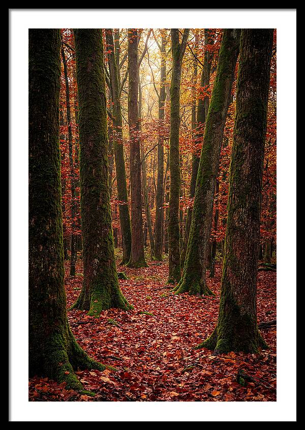 Seasonal Serenity In Autumn Forest