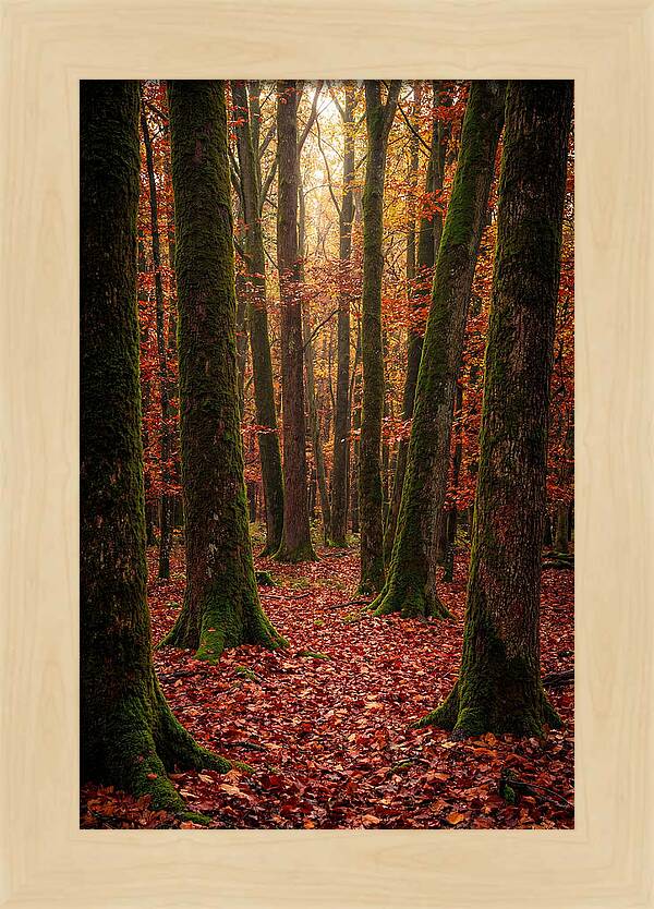 Seasonal Serenity In Autumn Forest