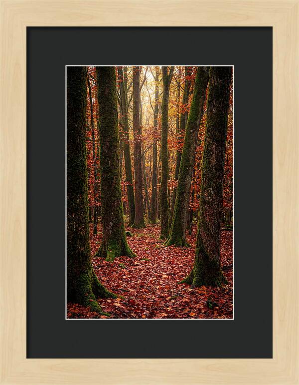 Seasonal Serenity In Autumn Forest