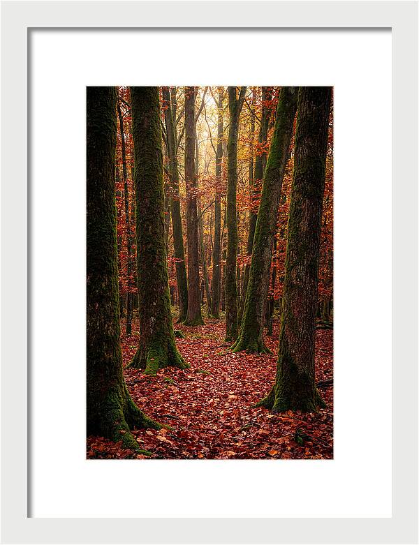 Seasonal Serenity In Autumn Forest