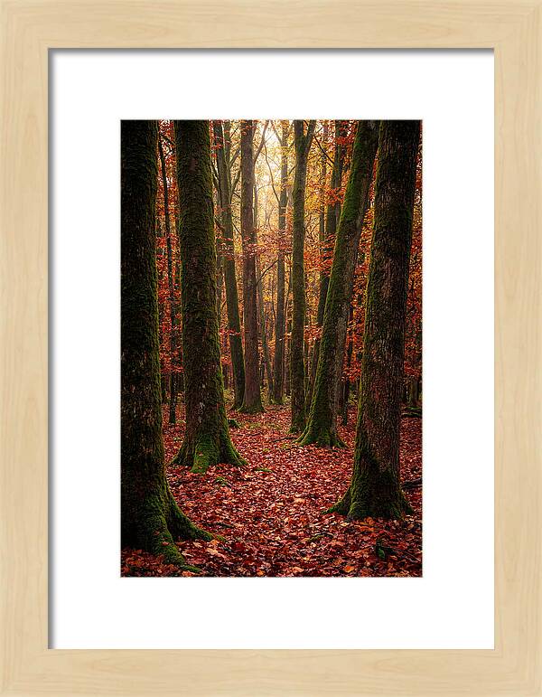 Seasonal Serenity In Autumn Forest