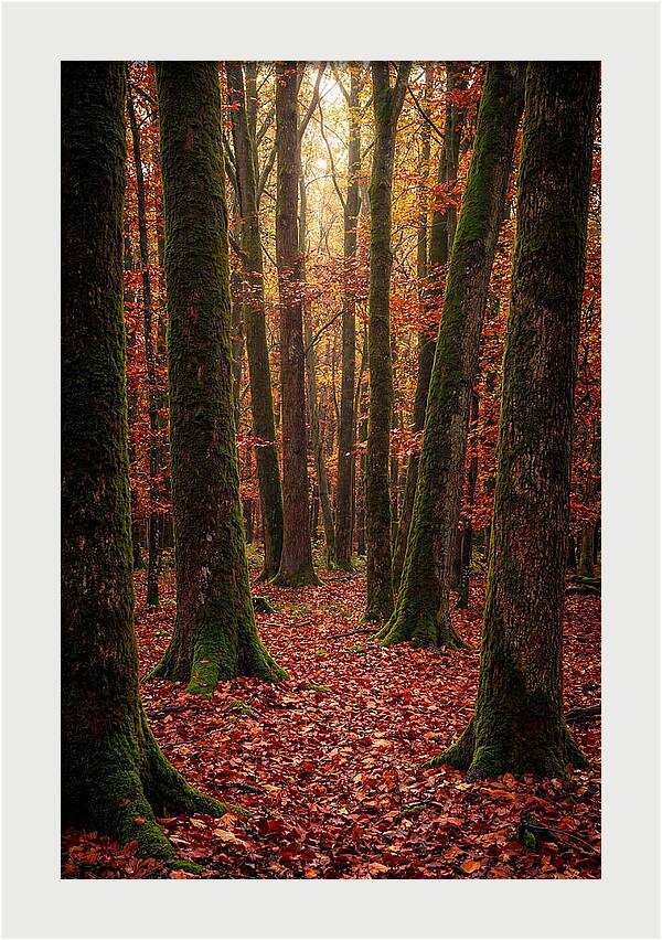 Seasonal Serenity In Autumn Forest