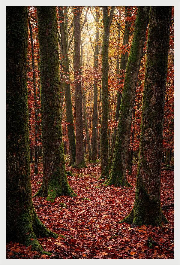 Seasonal Serenity In Autumn Forest
