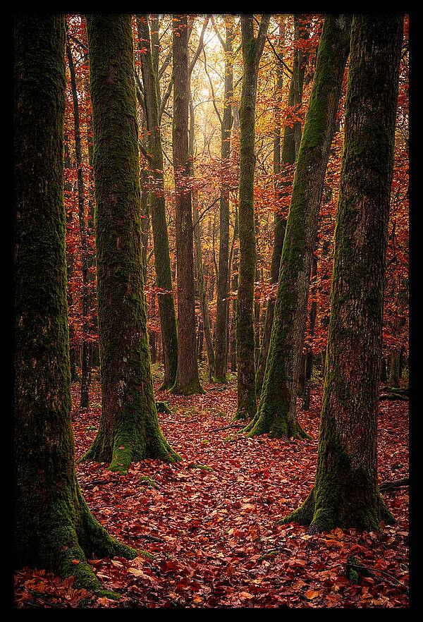Seasonal Serenity In Autumn Forest