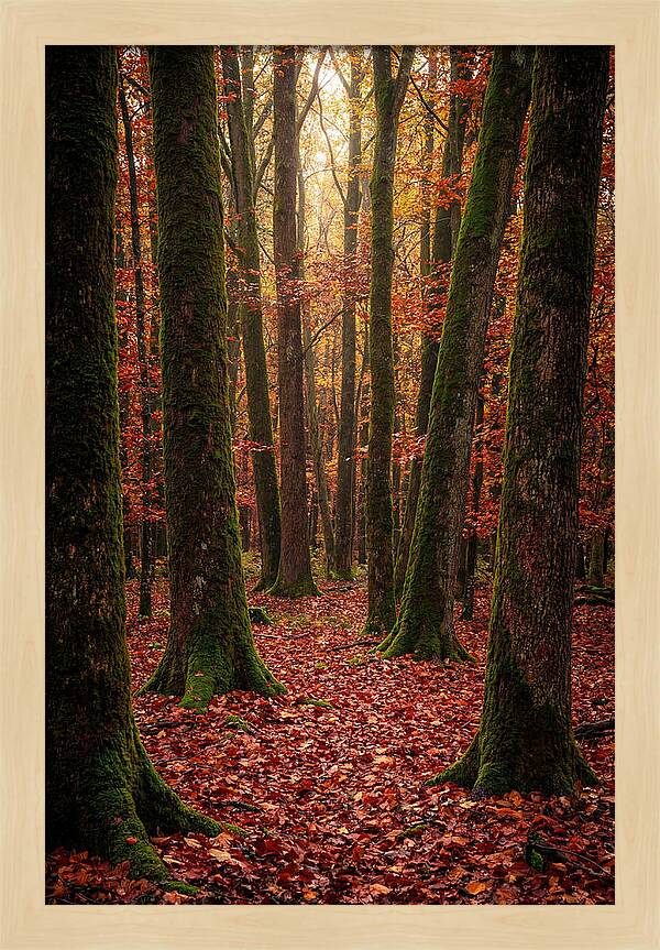 Seasonal Serenity In Autumn Forest