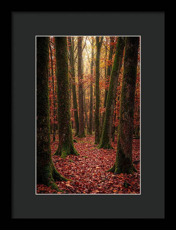 Seasonal Serenity In Autumn Forest