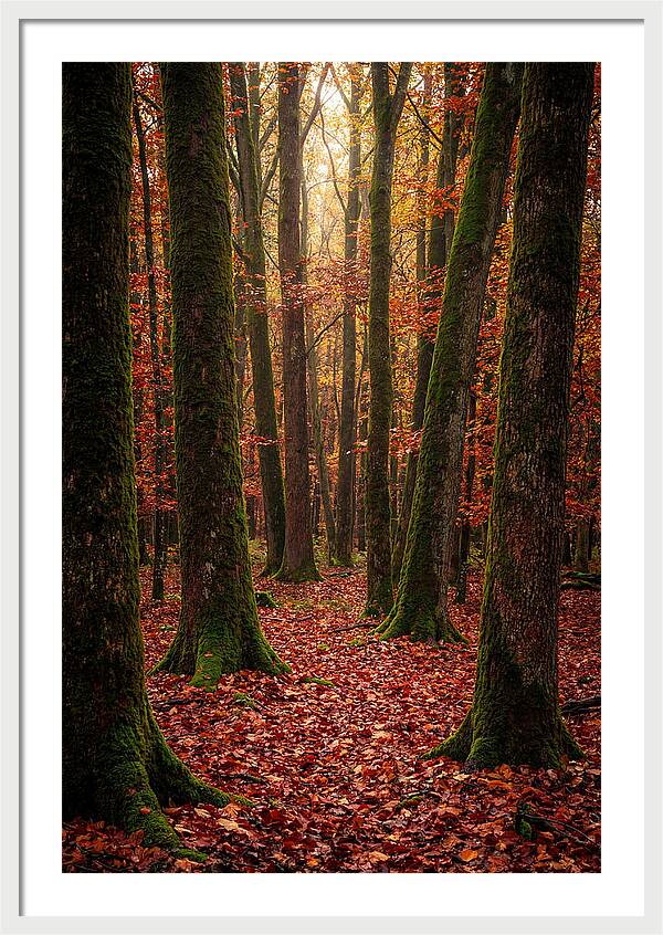 Seasonal Serenity In Autumn Forest