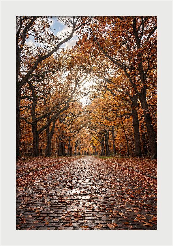 Seasonal Serenity On Oak Avenue
