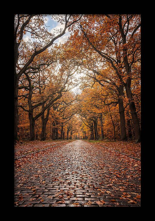 Seasonal Serenity On Oak Avenue