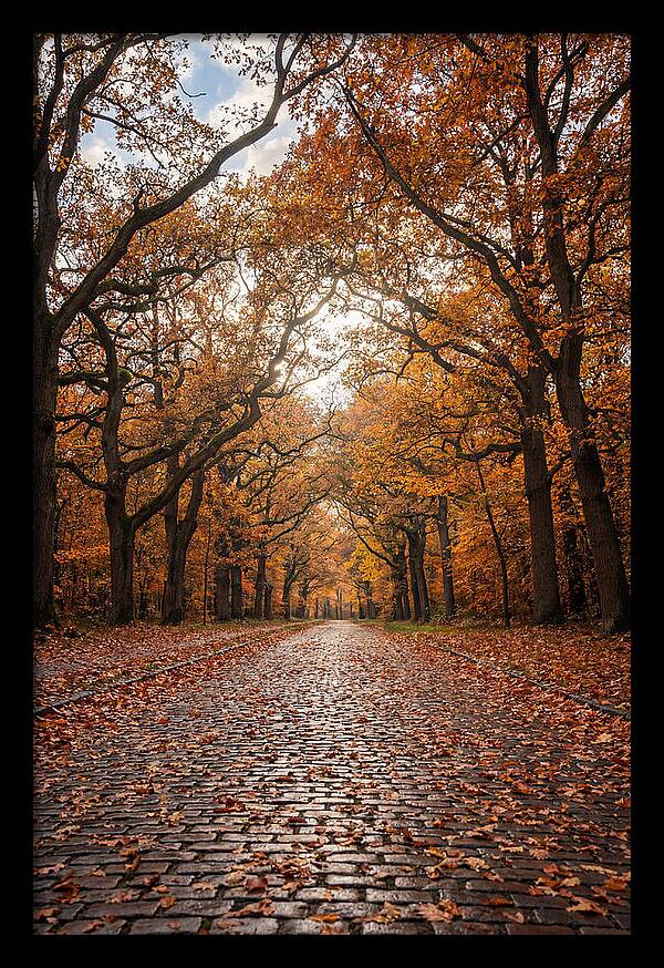 Seasonal Serenity On Oak Avenue