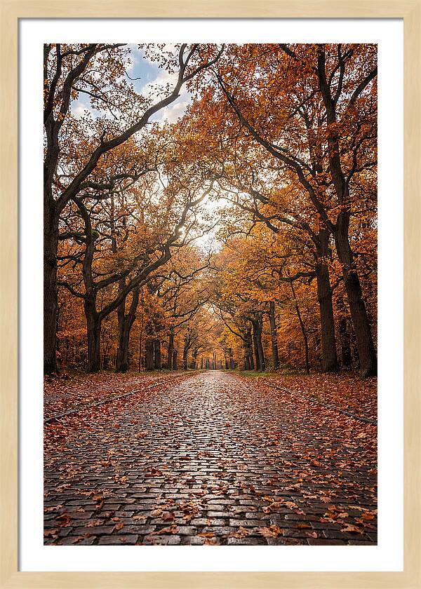 Seasonal Serenity On Oak Avenue