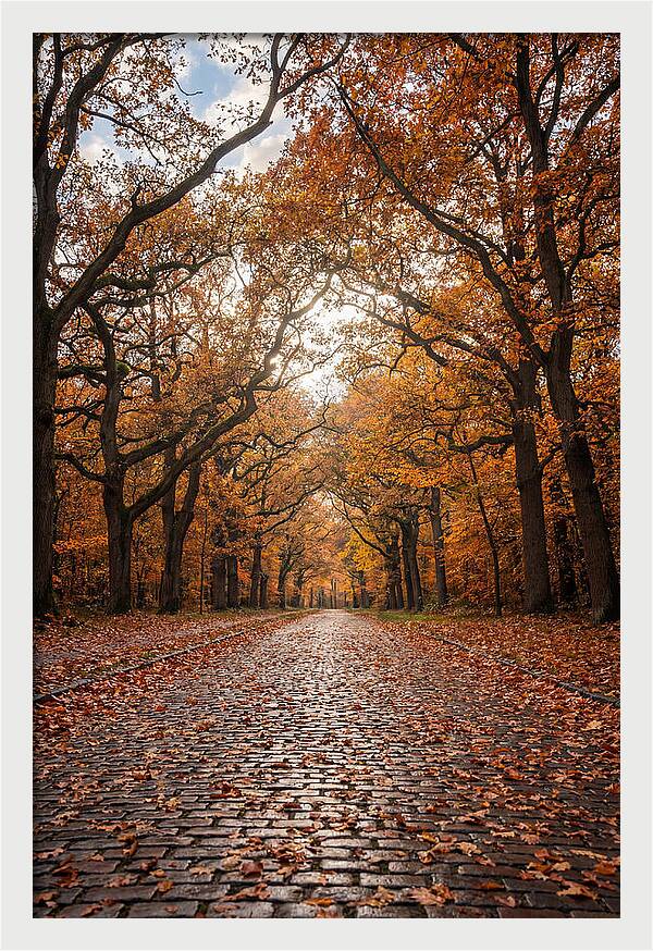 Seasonal Serenity On Oak Avenue