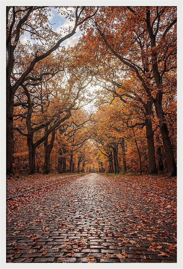 Seasonal Serenity On Oak Avenue