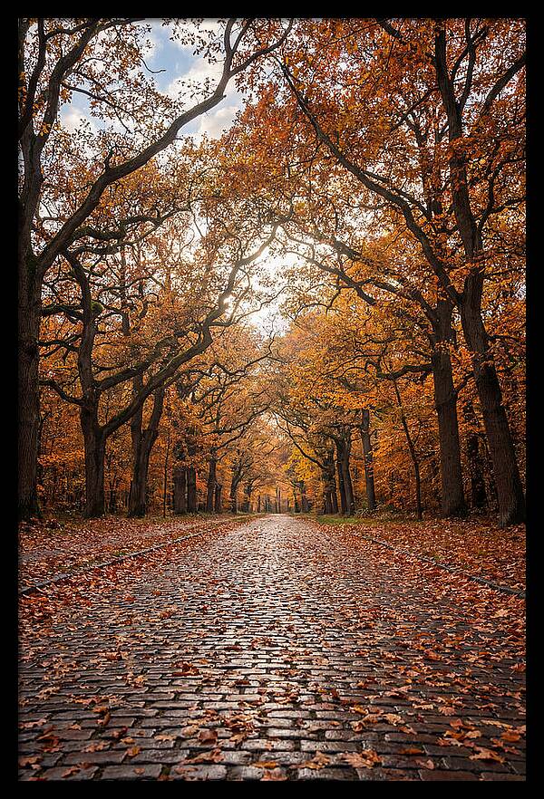Seasonal Serenity On Oak Avenue