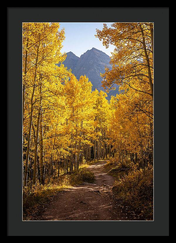 Seasonal Splendor In Aspen Grove