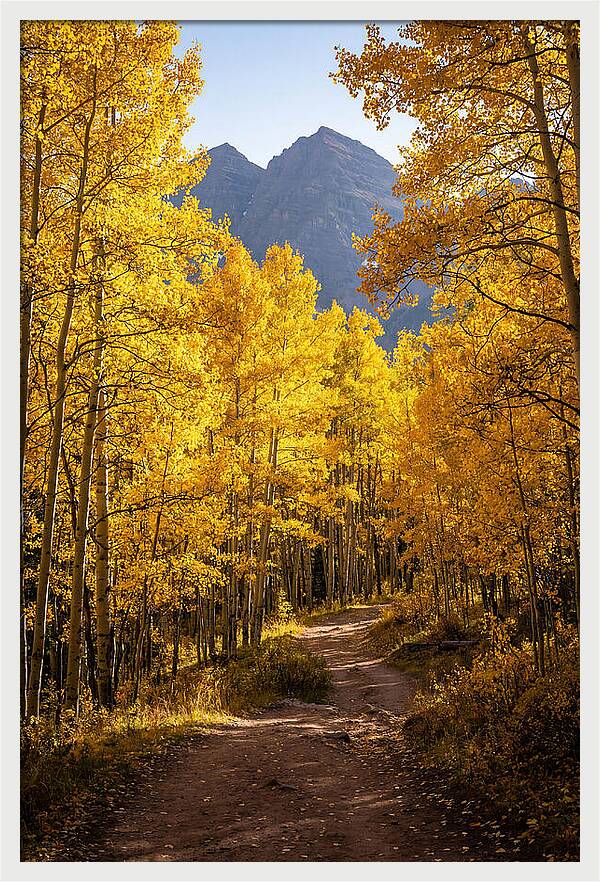 Seasonal Splendor In Aspen Grove