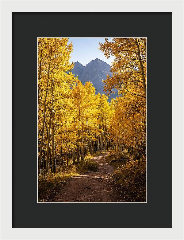 Seasonal Splendor In Aspen Grove
