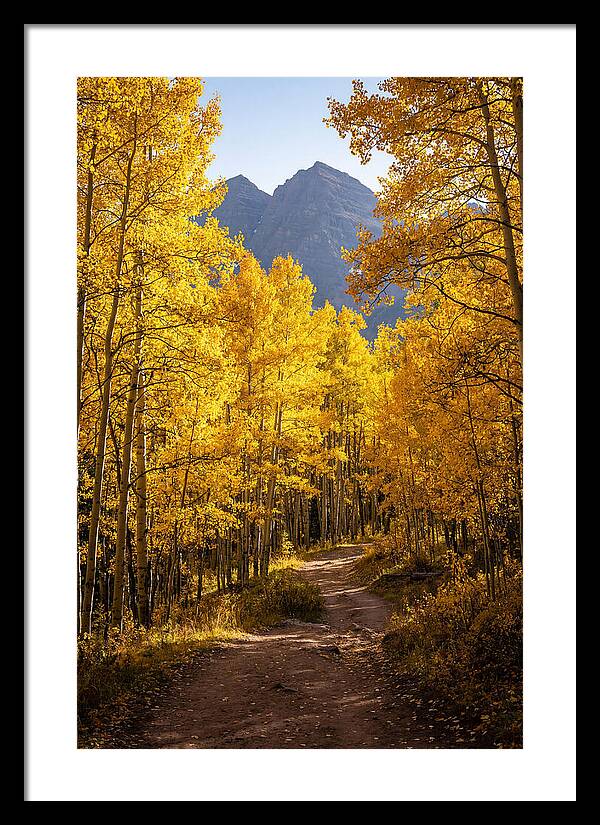 Seasonal Splendor In Aspen Grove