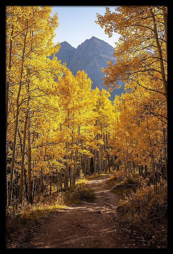 Seasonal Splendor In Aspen Grove