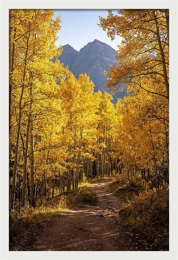 Seasonal Splendor In Aspen Grove