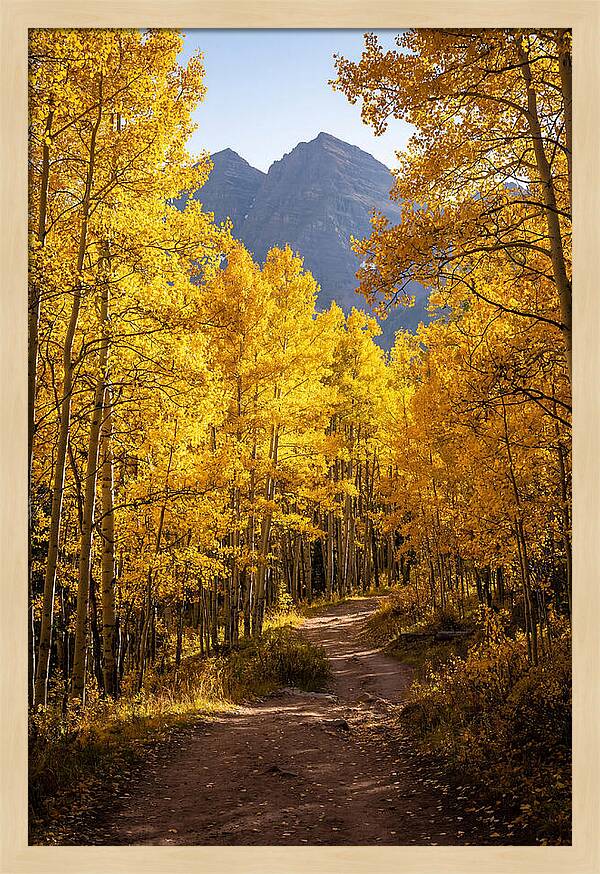 Seasonal Splendor In Aspen Grove