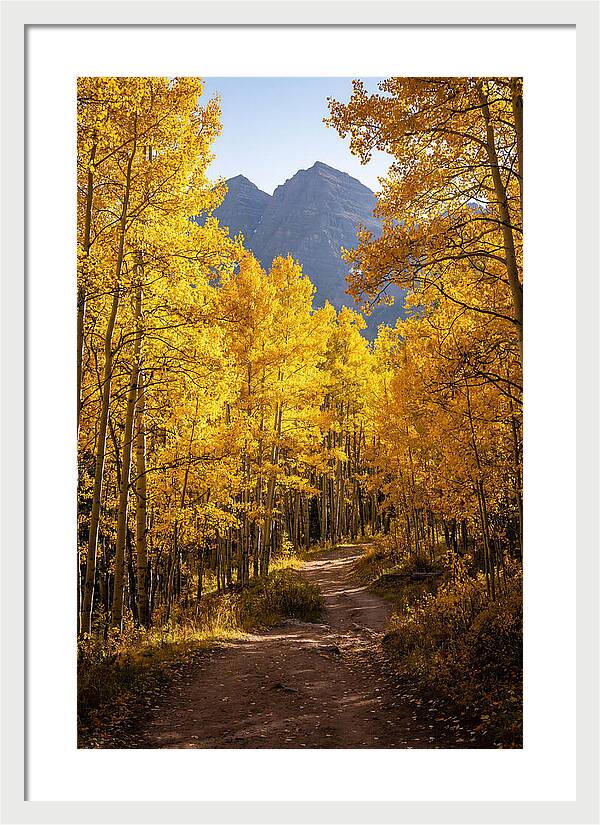 Seasonal Splendor In Aspen Grove
