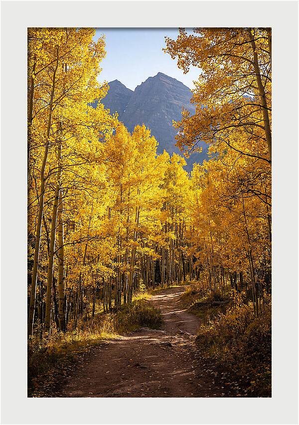 Seasonal Splendor In Aspen Grove