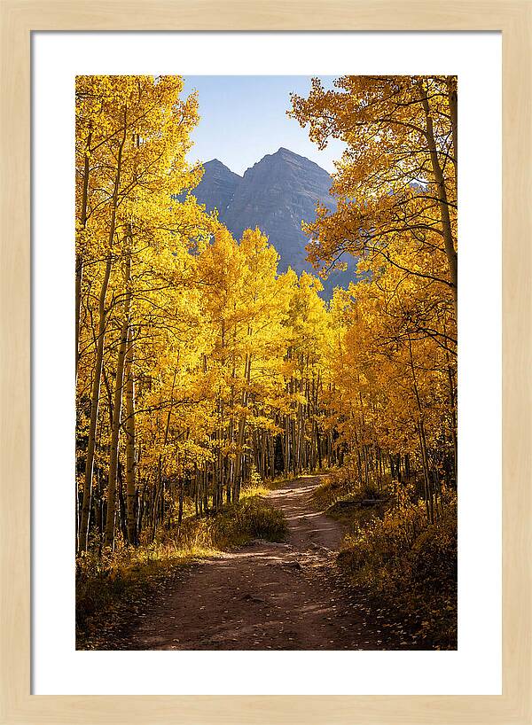 Seasonal Splendor In Aspen Grove