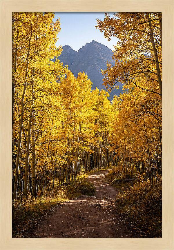 Seasonal Splendor In Aspen Grove